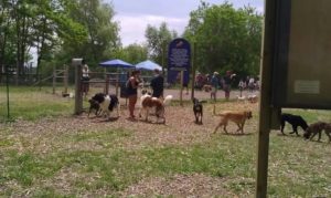dog-park