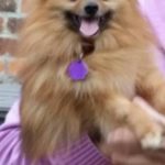 Simba