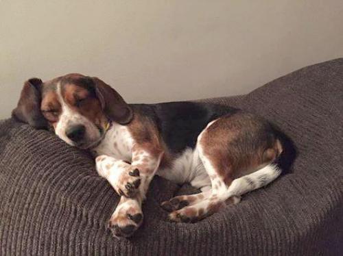 Support CK Animal Rescue at the Gigantic Indoor Garage Sale!