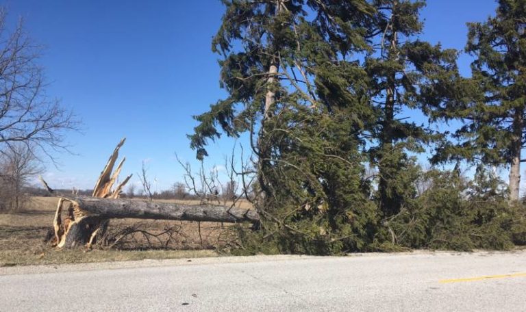 Wind storm makes an impact across Chatham-Kent