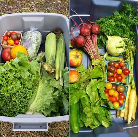 Fresh Organic Fruits and Veggies Box Program Deadline is this week!