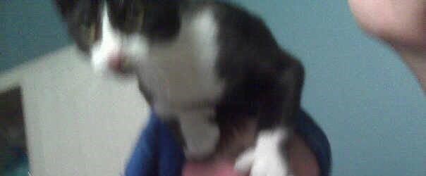 Missing cat: Mitzi is back home