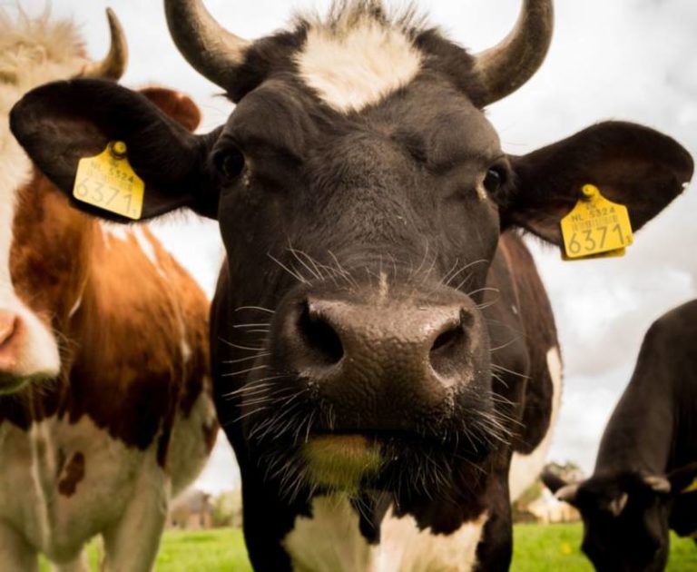 Anyone missing some cattle?
