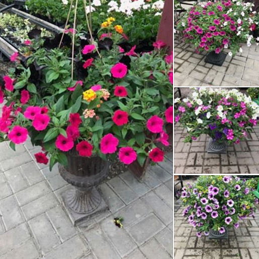 flowerbed greenhouse - fav hanging baskets