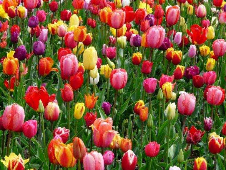 Take time to smell the flowers