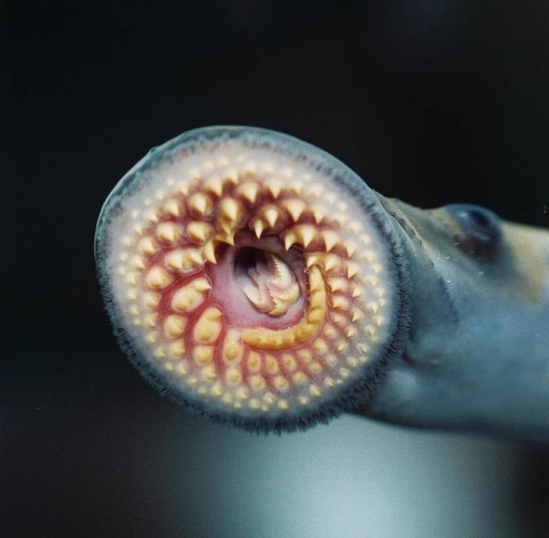 Sea lamprey numbers on the rise in Lake Erie