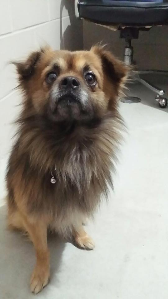 Found Dog – Wallaceburg