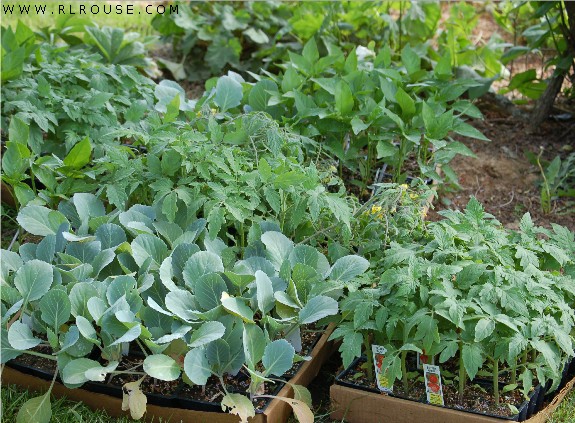 Vegetable-Transplants-2