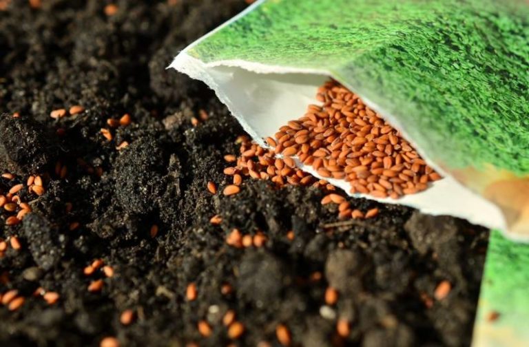 CKPL bringing back native plant seed library this fall