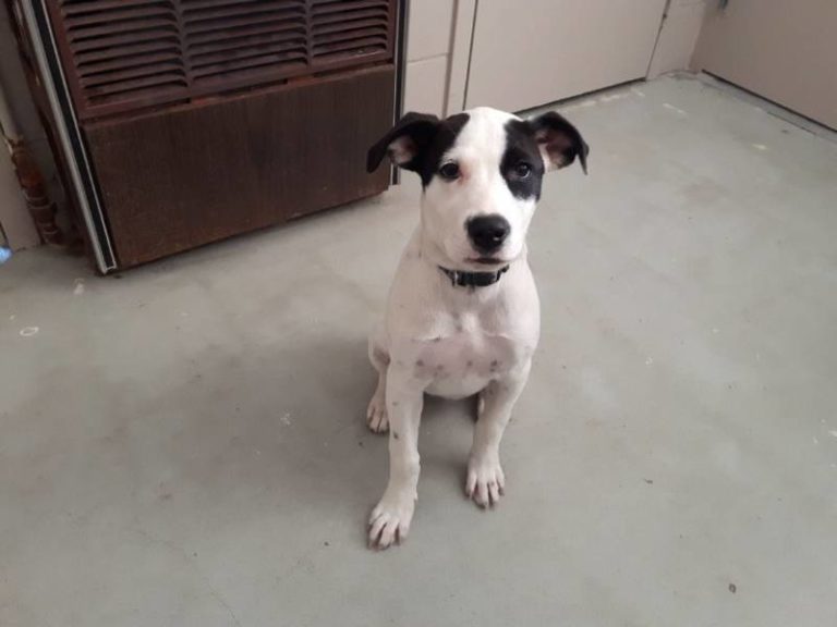 Do you recognize this puppy?