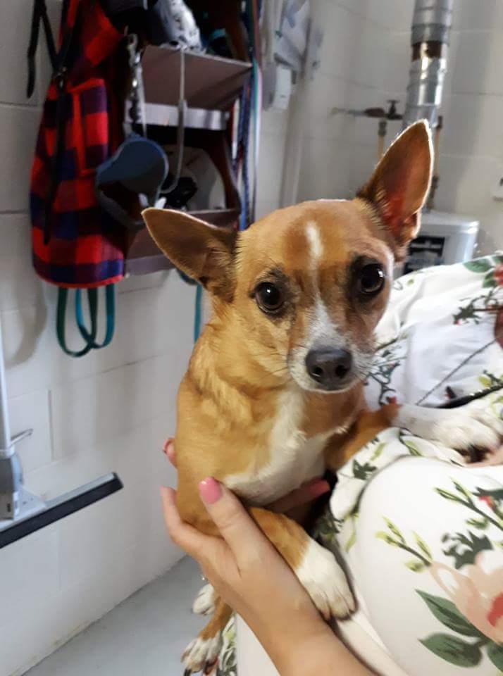 Found Dog – Wallaceburg
