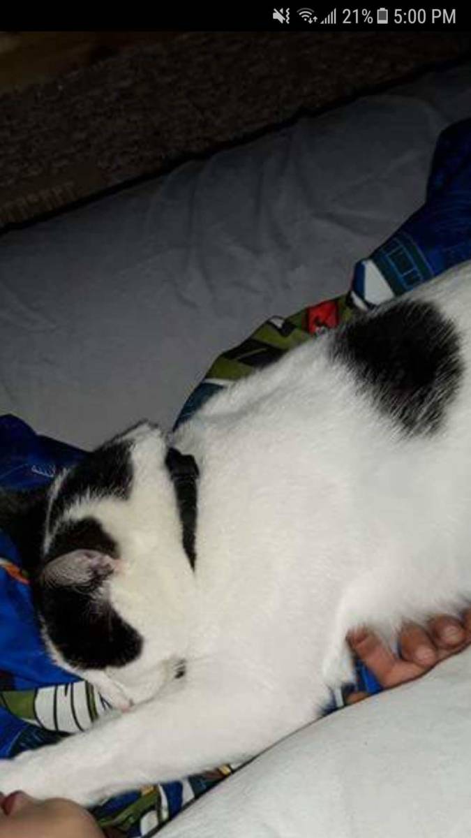Lost Cat – Wallaceburg