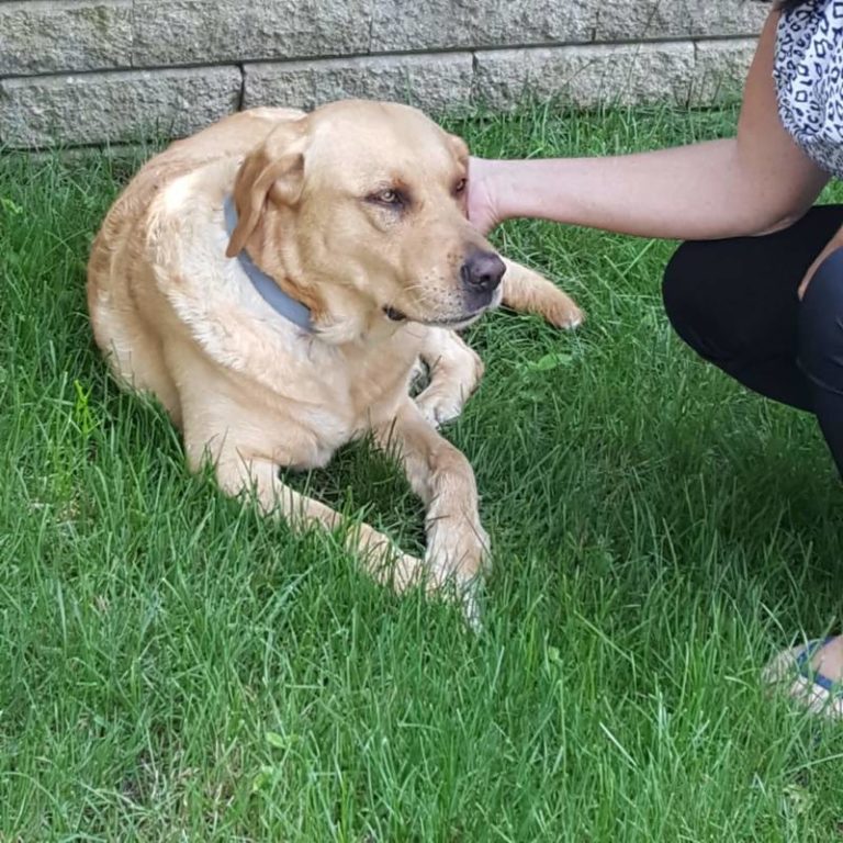 Found Dog – Chatham with Dresden Tags