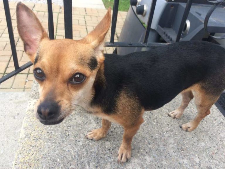 Found dog – Wallaceburg