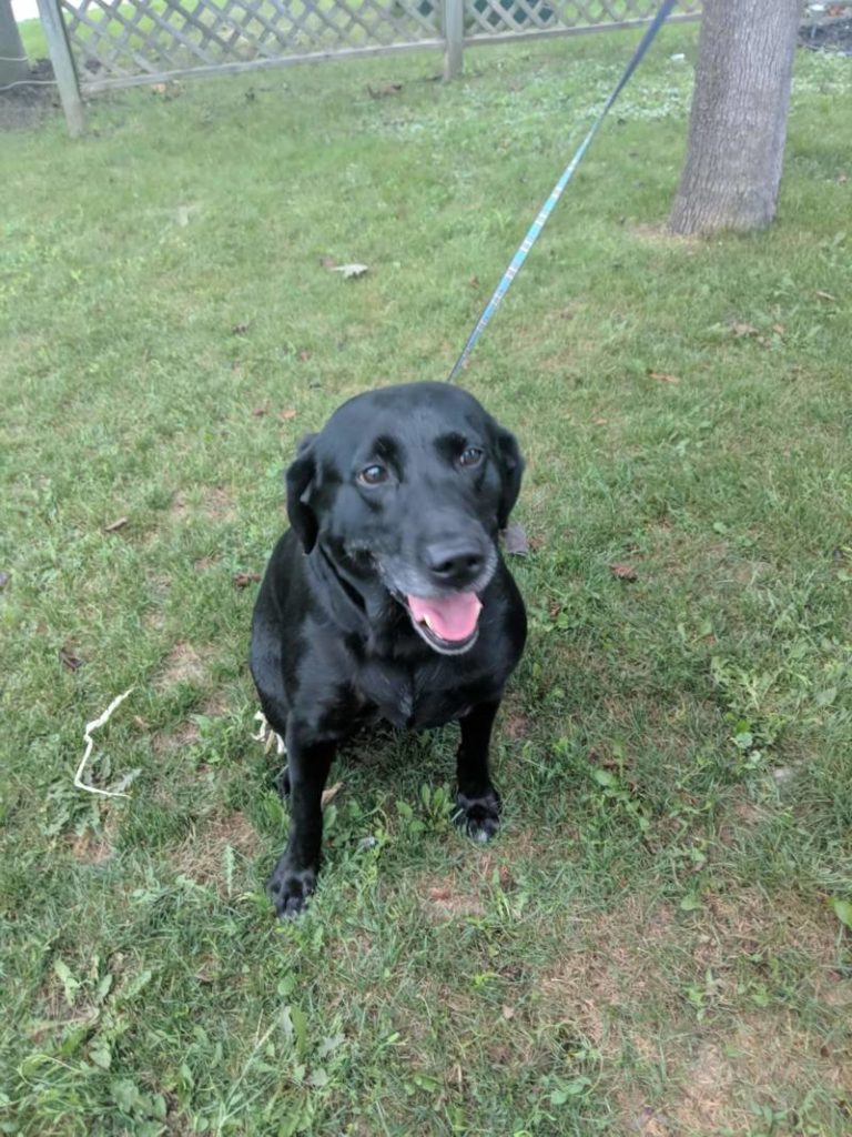 Found Dog – Wallaceburg
