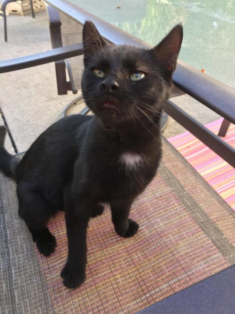 Found Cat – Wallaceburg