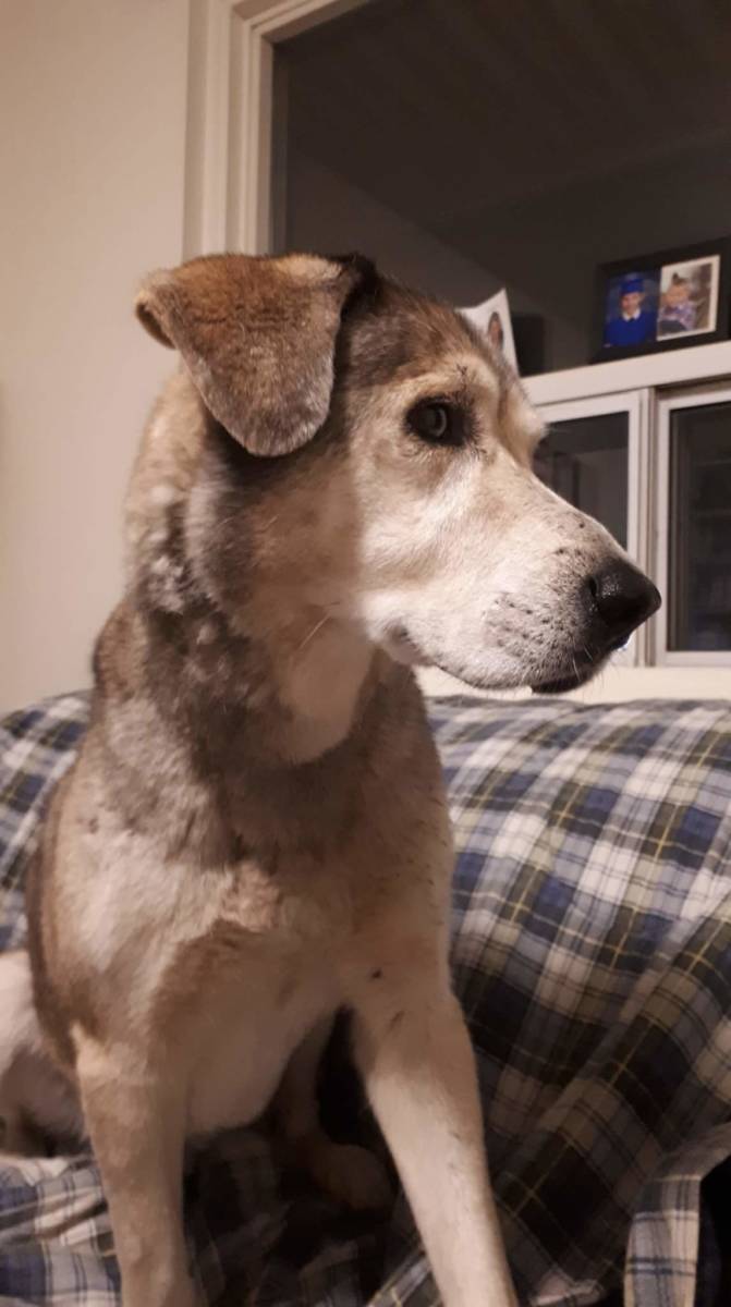 Found Dog – Dresden