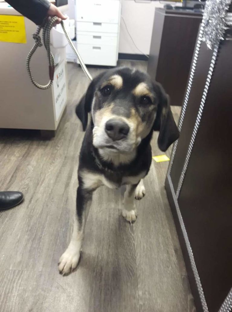 Found Dog – Dresden