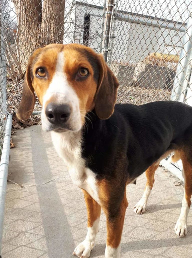 Found Dog – Wallaceburg