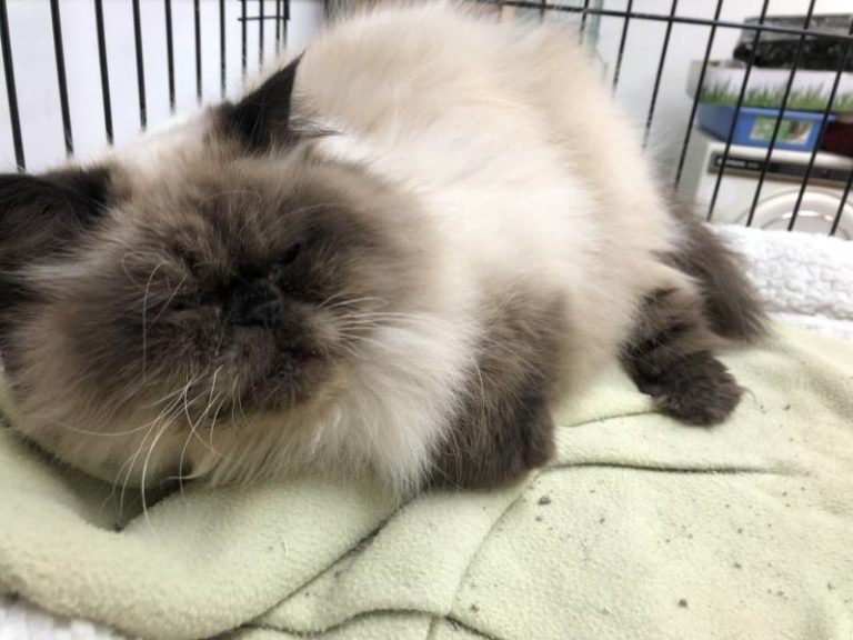 Sam needs a new furever home