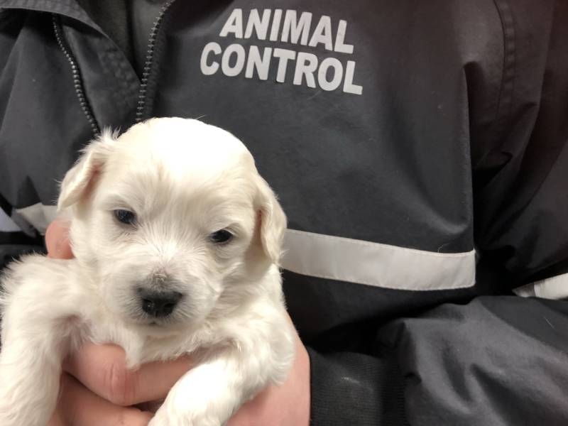 Kennel inspection blitz across CK