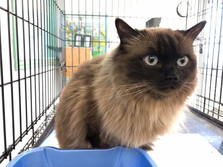 Found Cat