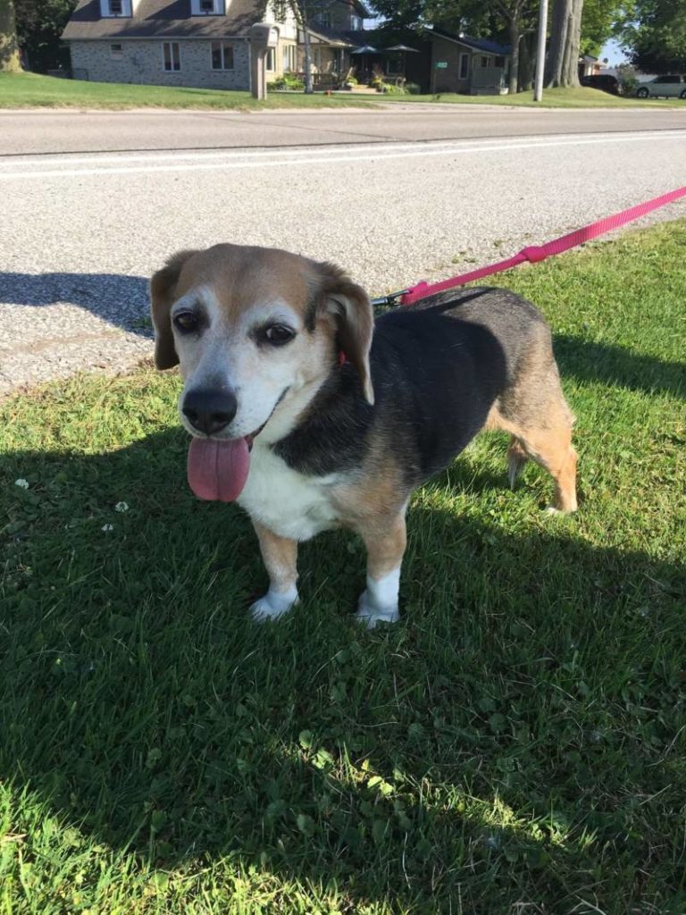 Found Dog – Port Lambton