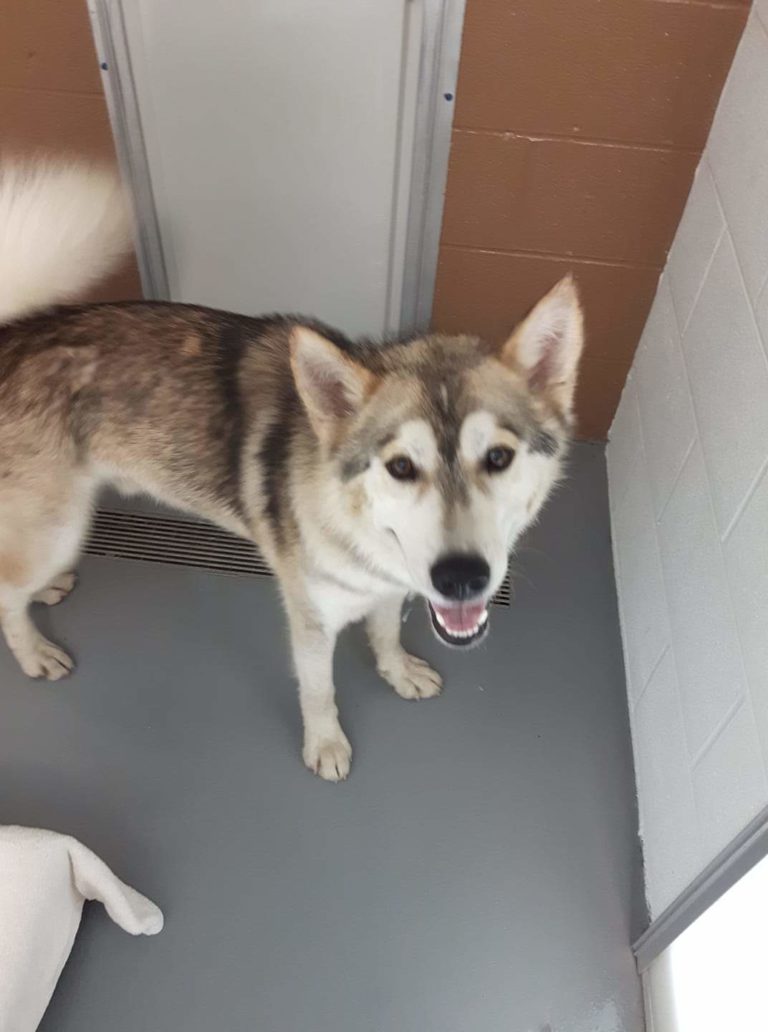 Found Dog – Dresden