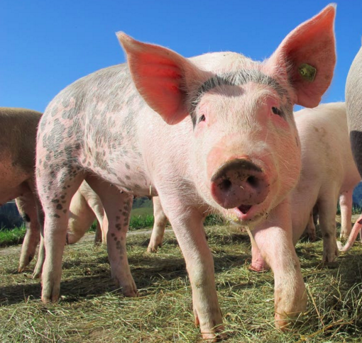 Ontario Takes Action to Build Competitiveness in the Pork Sector