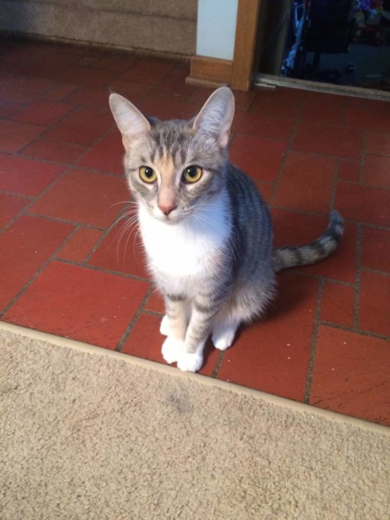 Missing Cat- Wallaceburg