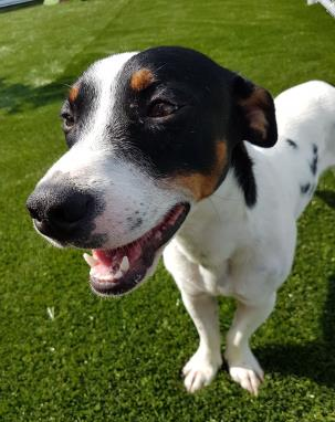 Adoptable Pets at P.A.W Rescue