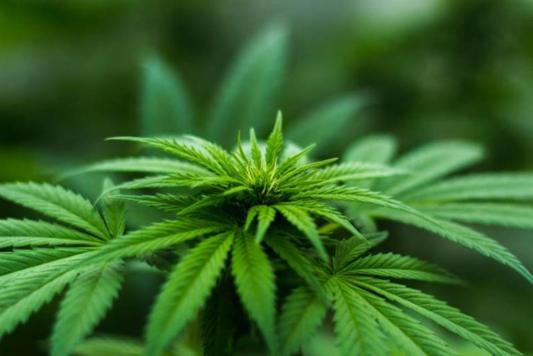 WeedMD expands production