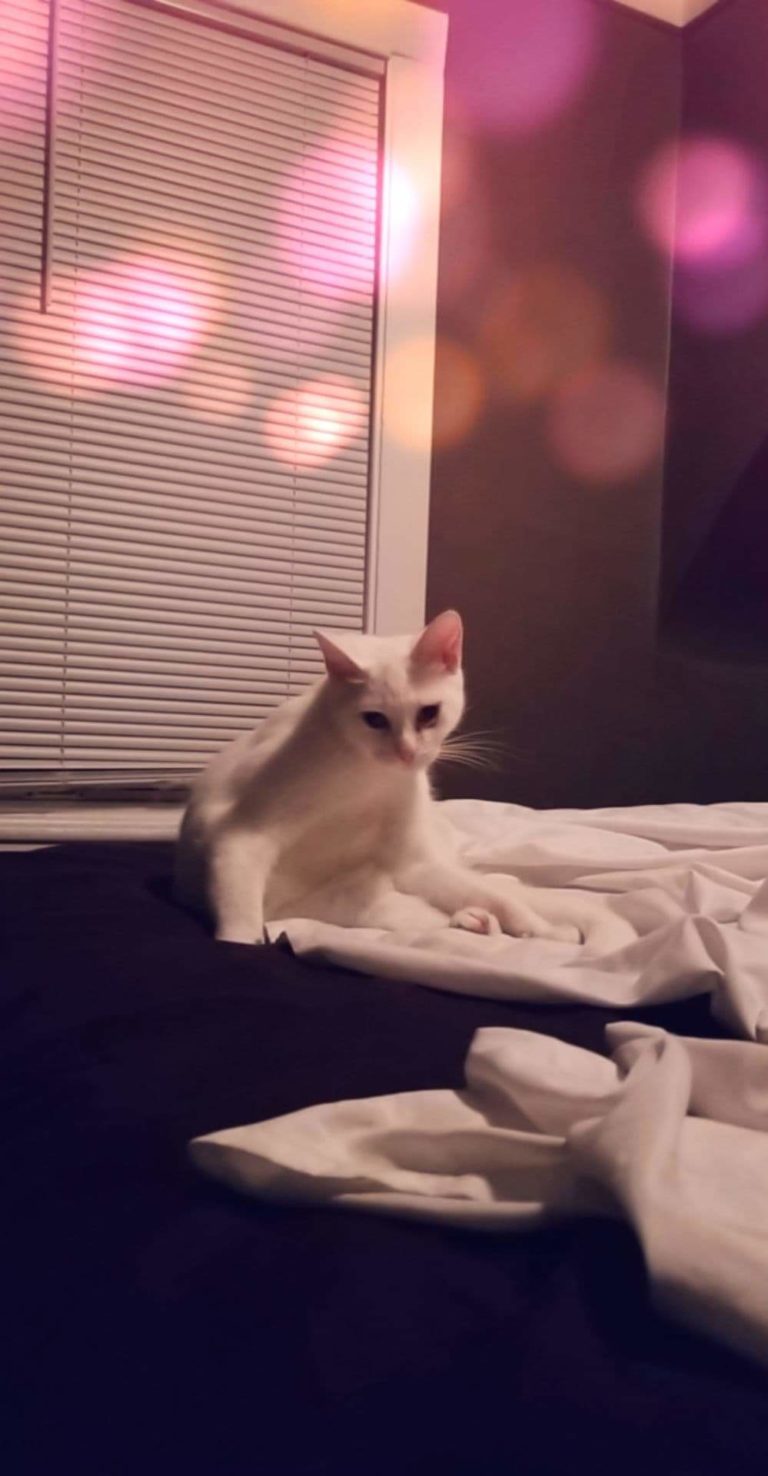 Lost Cat- Wallaceburg