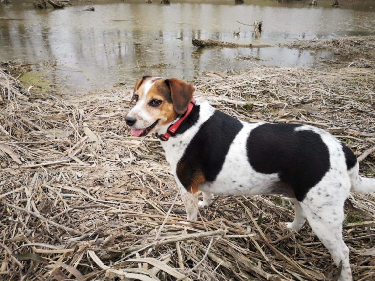Carlotta is Missing – Thamesville