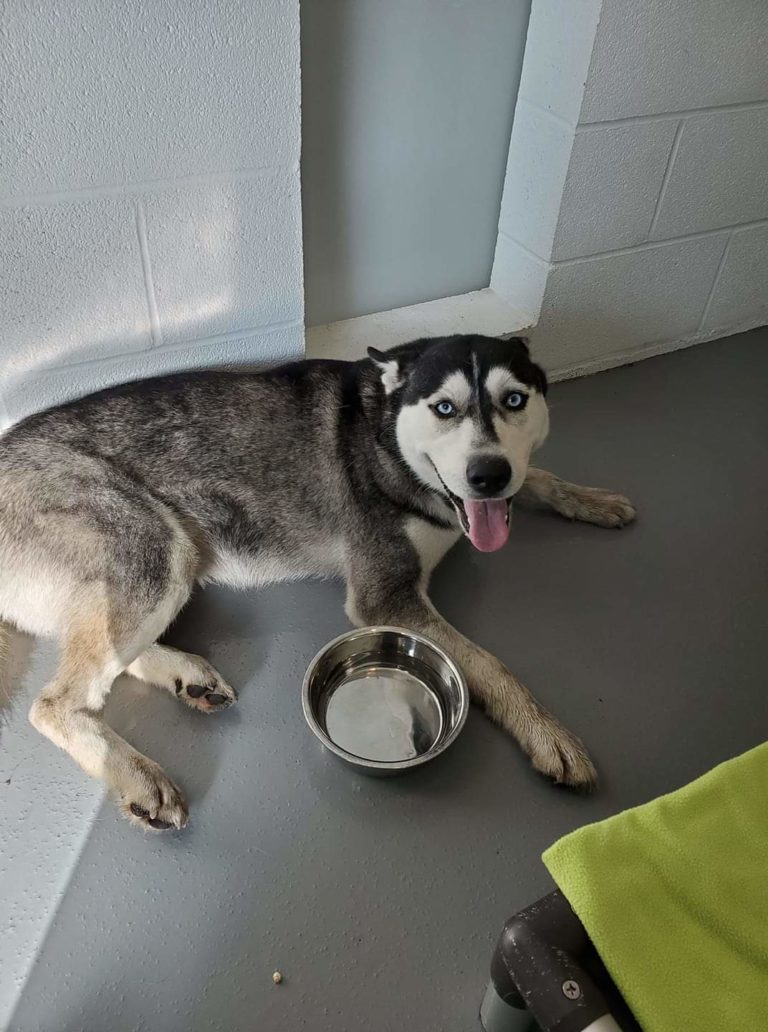 Found Dog