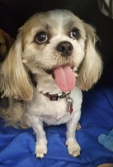 Adoptable Pets at P.A.W Rescue