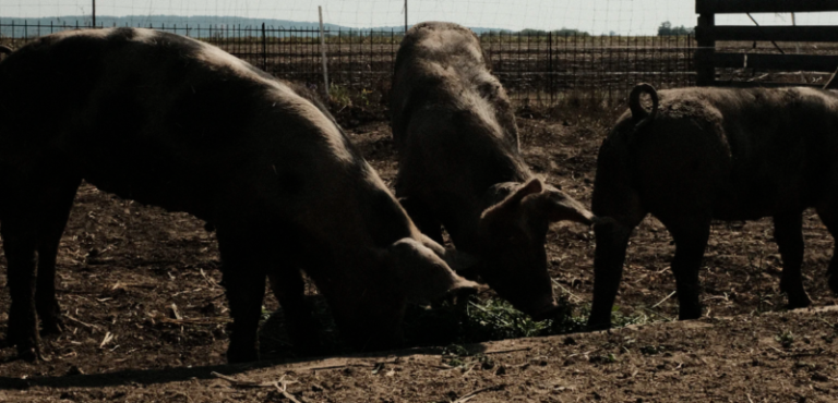 Shakespeare Swine Seminar