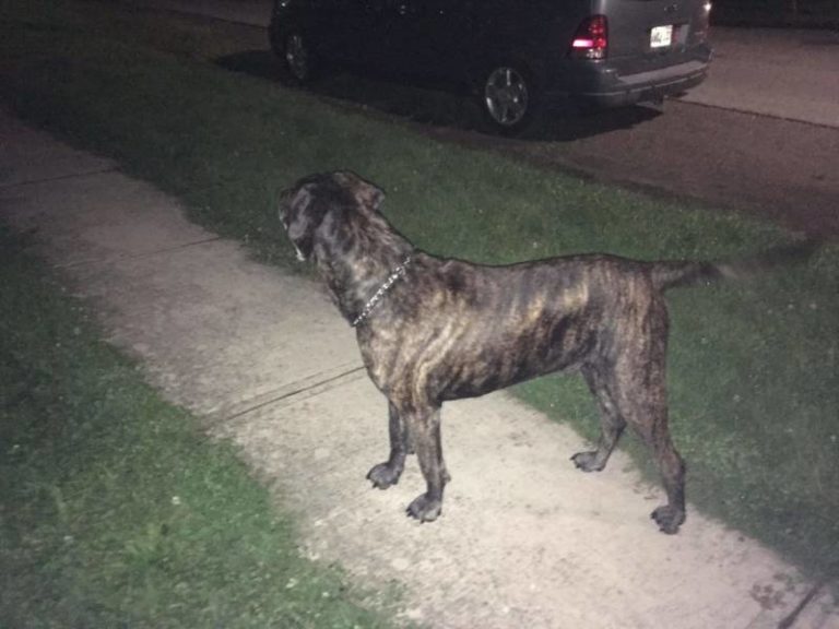 Found Dog – Wallaceburg