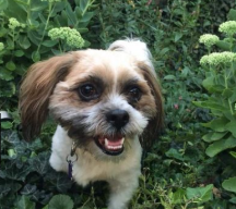 Adopt a Pet from CK Animal Rescue