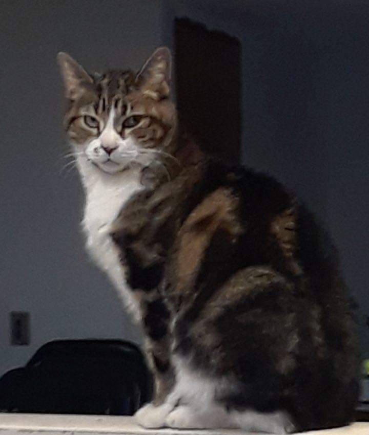 Lost Cat – Wallaceburg