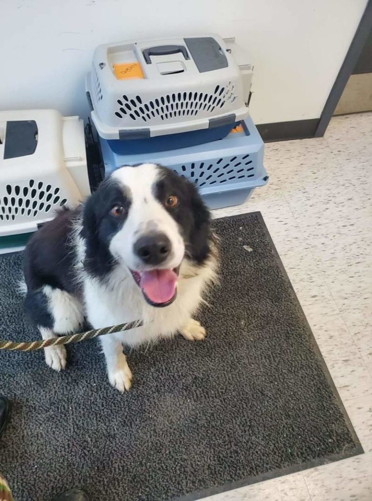 Found dog – Wallaceburg