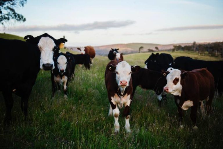 Investment in Ontario Feedlot Cattle