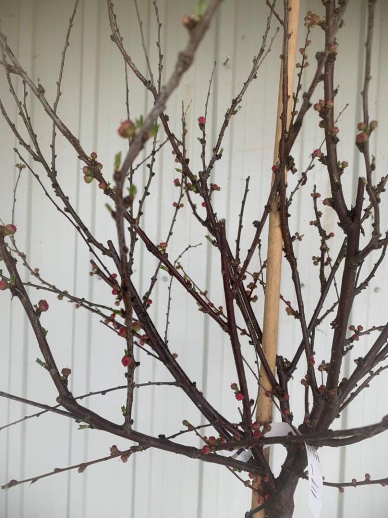 Flowering almond standard at Kentwood Gardens