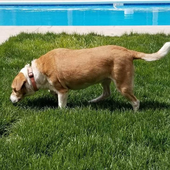 Found Dog – Wallaceburg