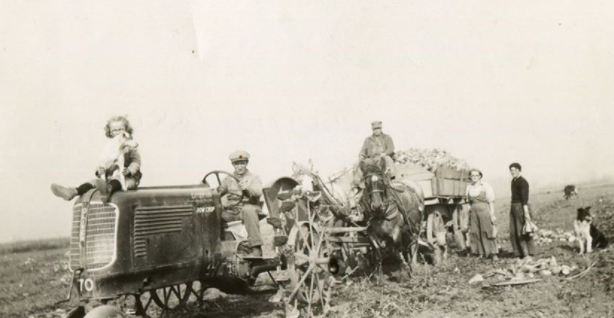 TBT: Sugar Beet Harvest, 1939
