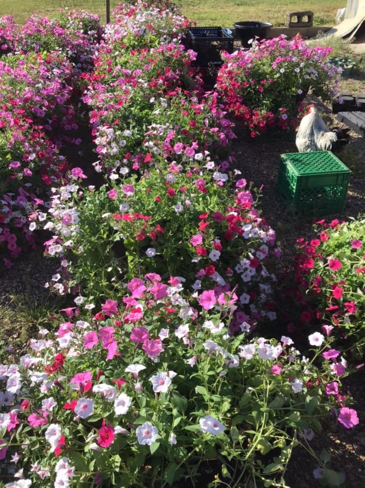 Tacq’s Garden Market on Centre side road off Base Line Rd.