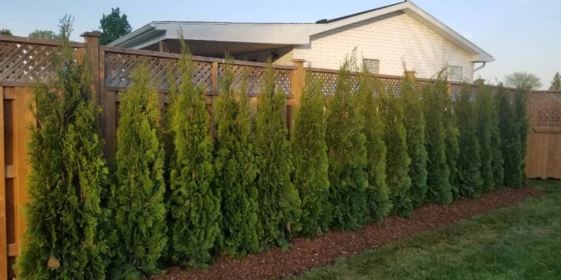 Dylan’s Property Maintenance (519) 328-7741