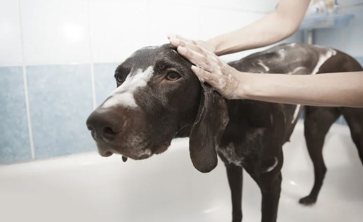 K9 Klips open for business by appointment only.