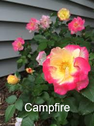 Kentwood Gardens – Uncle Tom’s Road Dresden