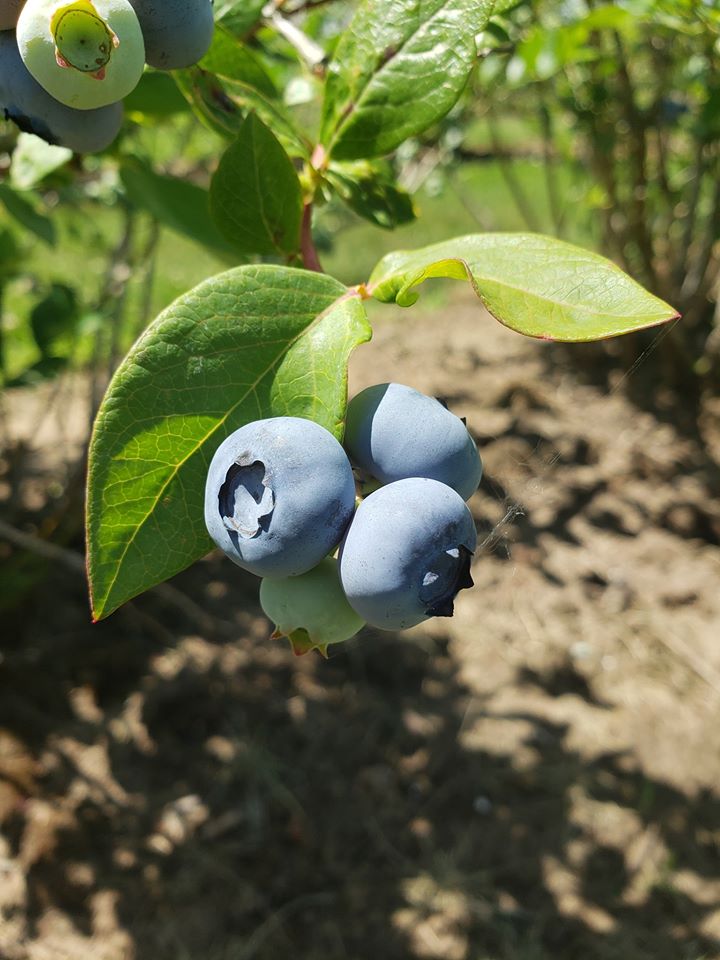 Parks Blueberries and Country Store